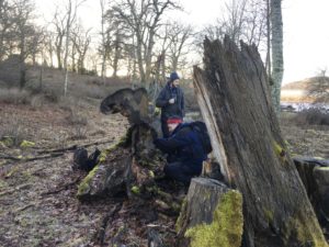 Två män som undersöker en stubbe i en skog.