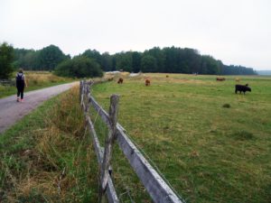 Sommaräng med kor som går på bete.