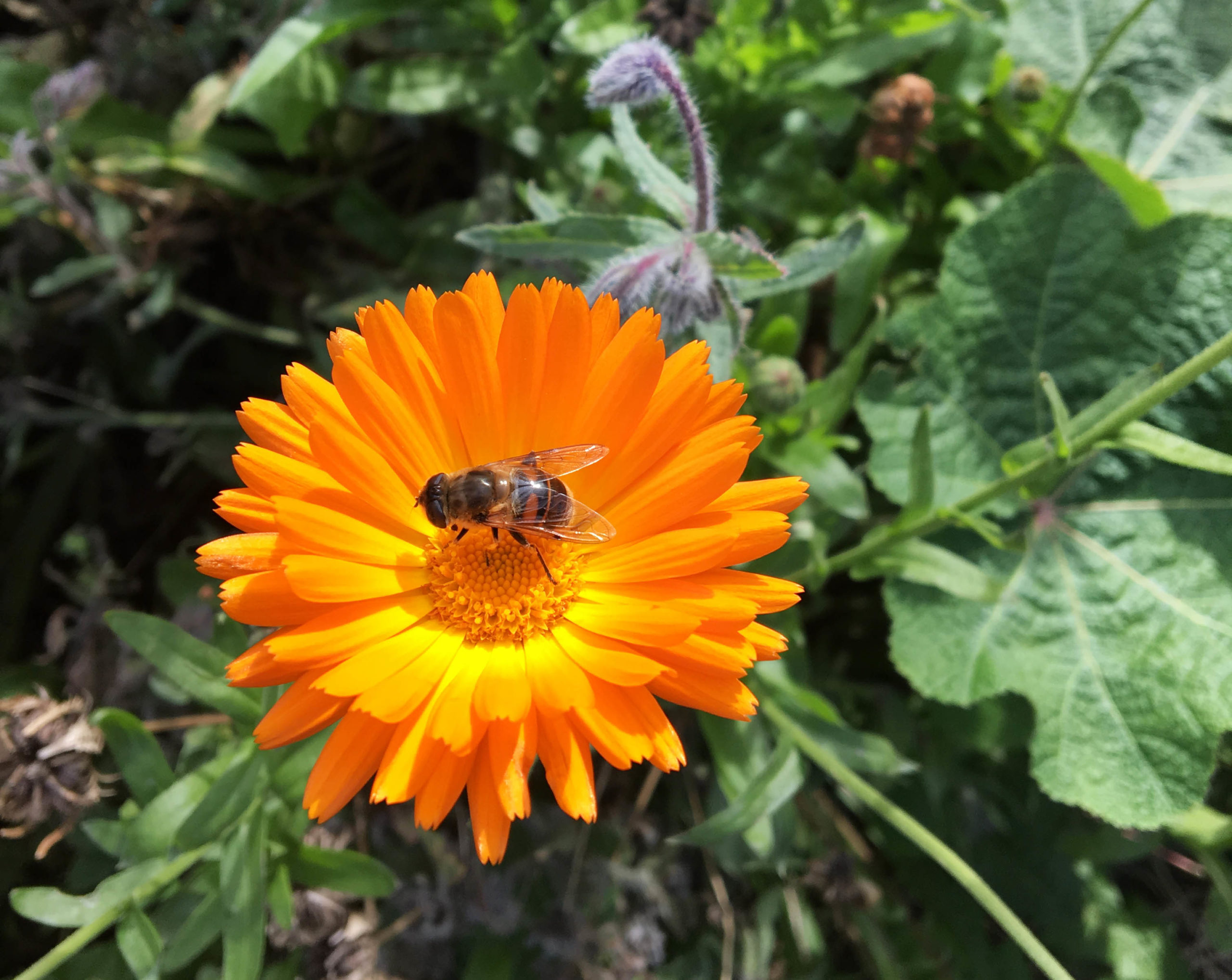 Ringblomma och blomsterfluga Blomfluga på en ringblomma